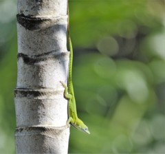 Anolis callainus