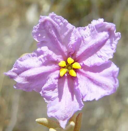 Solanum hesperium