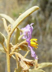 Solanum hesperium