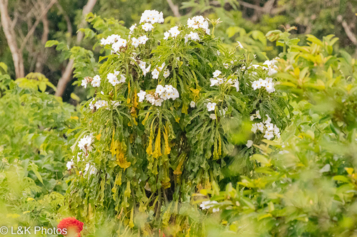 Plumeria pudica