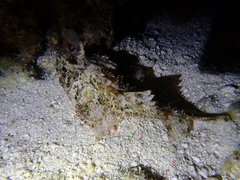 Scorpaenopsis oxycephalus