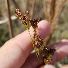Rhynchospora microcarpa