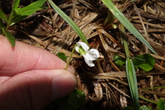Viola renifolia