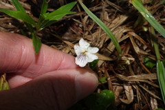 Viola renifolia