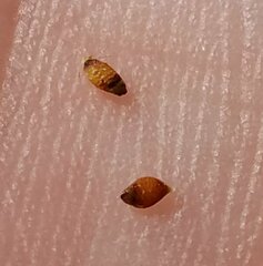 Rhynchospora microcarpa