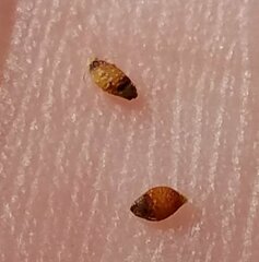 Rhynchospora microcarpa