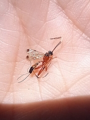 Leptobatopsis mesominiata