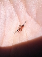 Leptobatopsis mesominiata