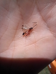 Leptobatopsis mesominiata