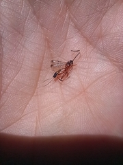 Leptobatopsis mesominiata