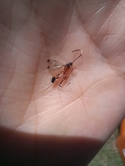 Leptobatopsis mesominiata