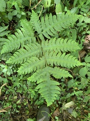 Diplazium dilatatum