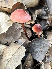 Marasmius plicatulus