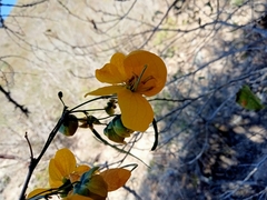 Senna pallida