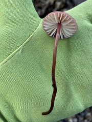 Marasmius plicatulus