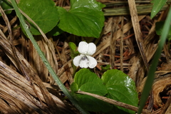 Viola renifolia