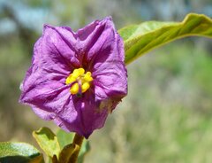Solanum oldfieldii