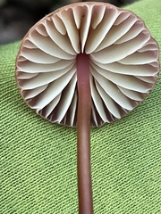 Marasmius plicatulus