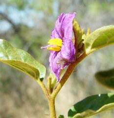 Solanum oldfieldii