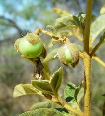 Solanum oldfieldii