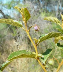 Solanum oldfieldii