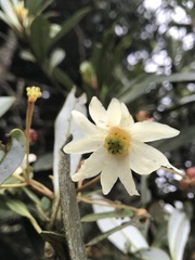 Drimys granadensis