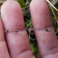 Scleria verticillata