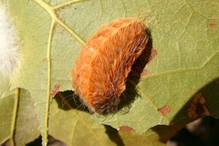 Megalopyge crispata
