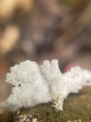 Schizophyllum commune