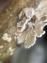 Schizophyllum commune