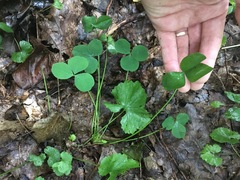 Trifolium stoloniferum