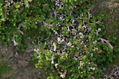 Selaginella eremophila