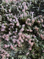 Phyllobaeis imbricata