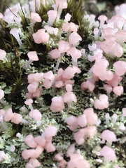 Phyllobaeis imbricata