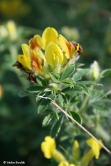 Chamaecytisus supinus
