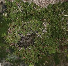Selaginella eremophila