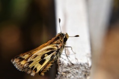 Hylephila fasciolata