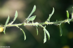 Chamaecytisus supinus