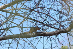 Notocitellus annulatus