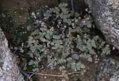 Myriopteris parryi