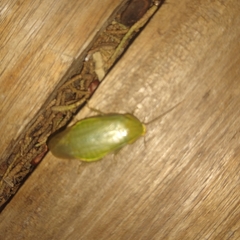 Panchlora thalassina