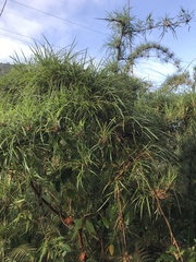 Chusquea longiprophylla