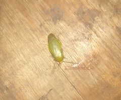 Panchlora thalassina