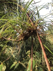 Chusquea longiprophylla