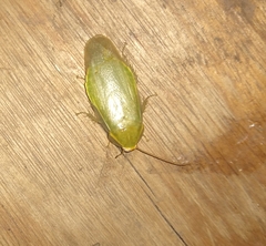 Panchlora thalassina
