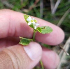 Caperonia castaneifolia