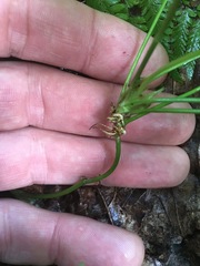 Trifolium stoloniferum