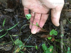 Trifolium stoloniferum