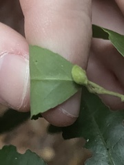 Gyropsylla ilecis