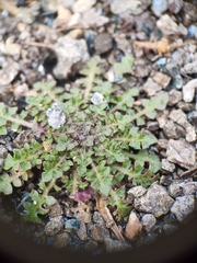 Arabidopsis